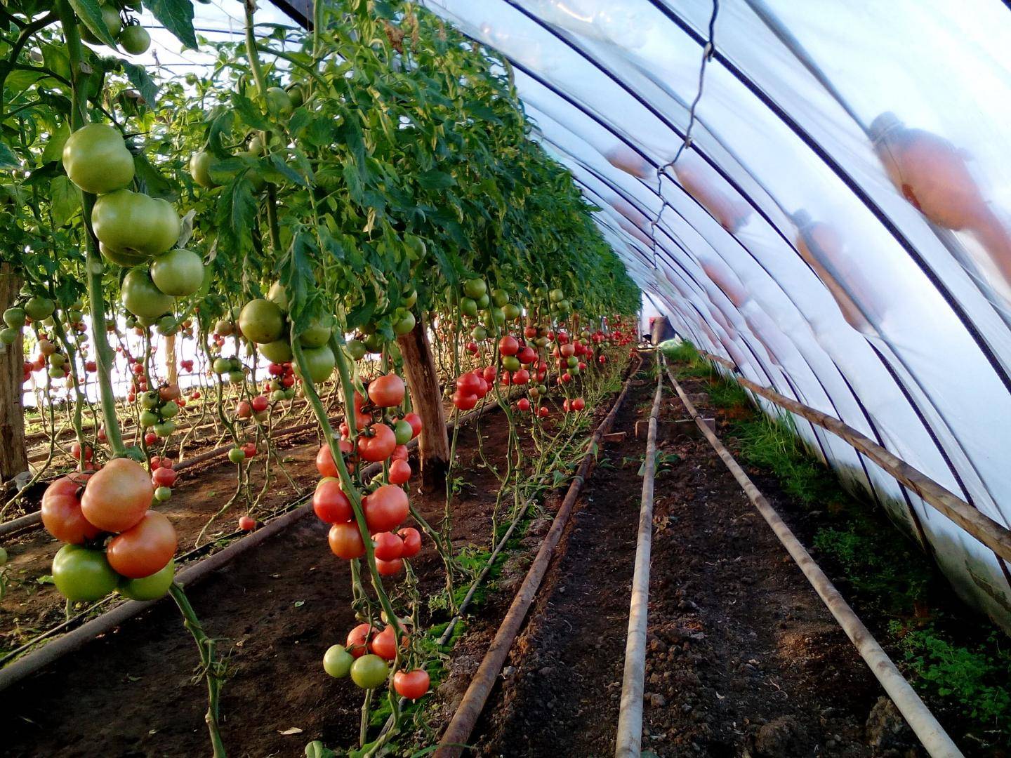 Как посадить, выращивать и ухаживать за помидорами в теплице из поликарбоната