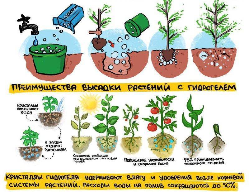 Гидрогель для растений: как использовать в саду и дома