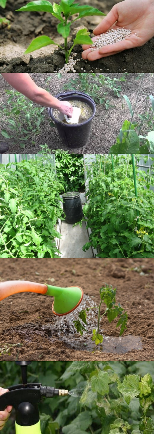 Йод, как удобрение для томатов – супер подкормка для повышения урожая в 2 раза