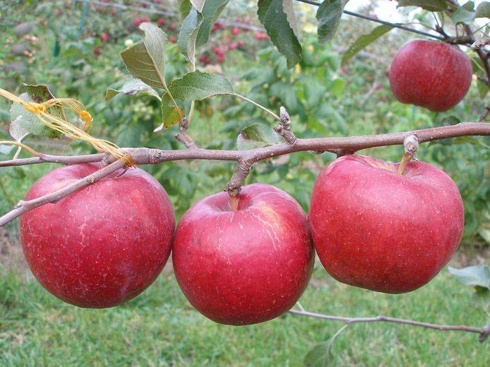Яблоня курнаковское: особенности сорта и ухода