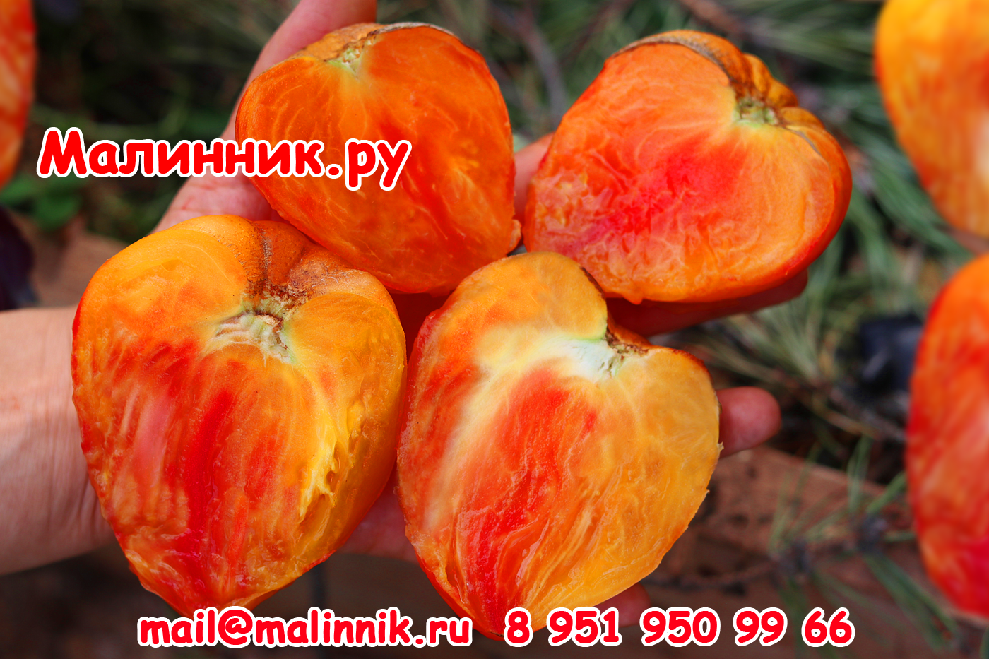 Сорт томатов оранжевый слон, описание, характеристика и отзывы, а также особенности выращивания