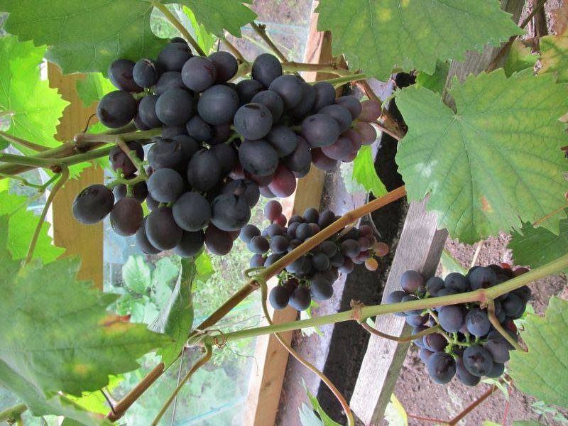 Приусадебное выращивание столового винограда «муромец»