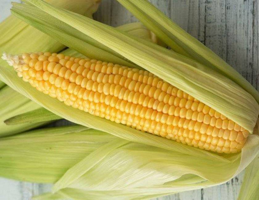 Как хранить кукурузу в свежем и вареном виде или заморозить на зиму?