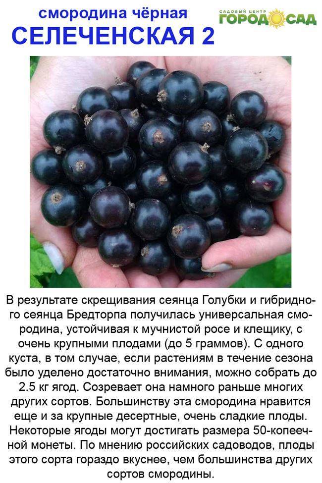 Сорт крупноплодной чёрной смородины багира: описание сорта, посадка и уход, сроки плодоношения, фото, отзывы садоводов