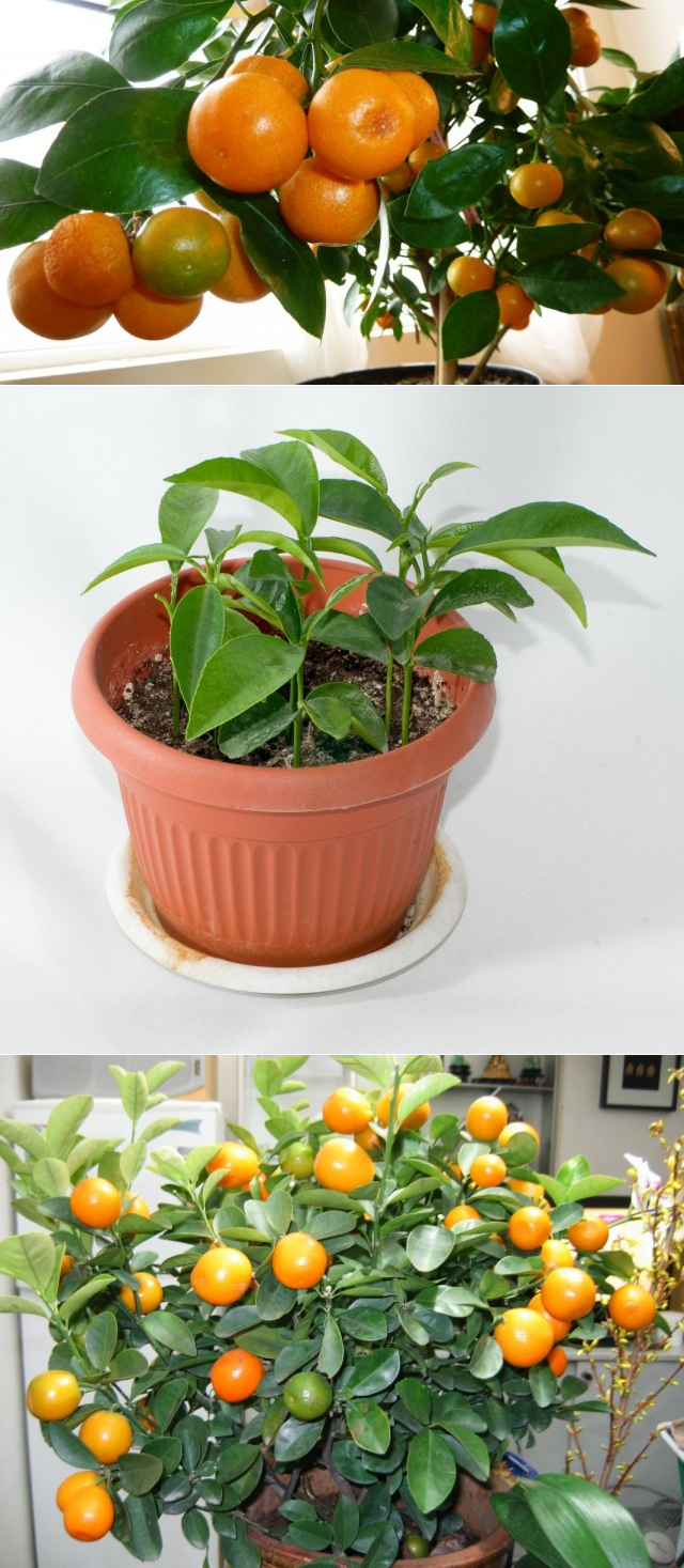 Как вырастить апельсиновое дерево в домашних условиях