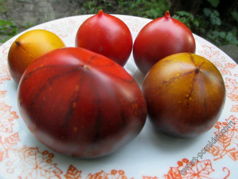 Грифон f1 — томат индетерминантный, 1 000 семян, nunhems/нунемс (голландия)