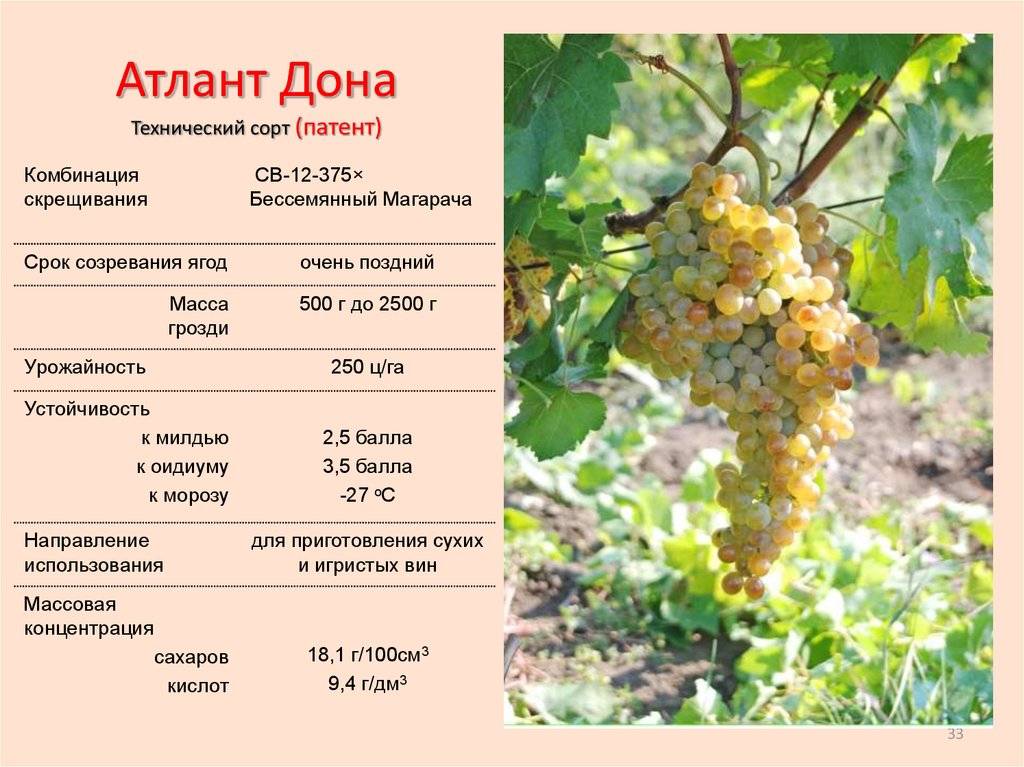 Технические сорта винограда морозостойкие: самые сладкие зимостойкие, мускатные зимние для юга россии, морозоустойчивые и устойчивые к болезням и вредителям