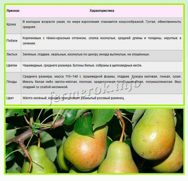 Зимостойкая и сладкая груша белорусская поздняя — описание, фото, отзывы