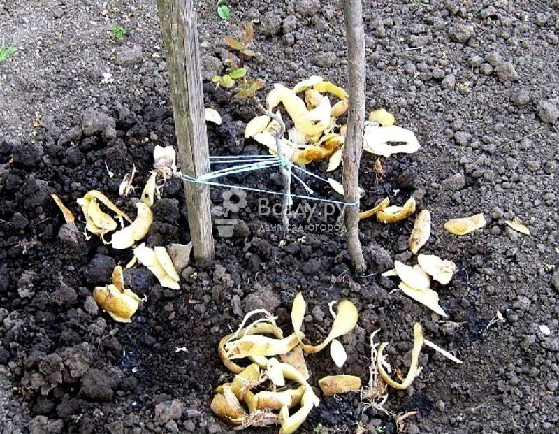 Картофельные очистки для смородины: как использовать удобрение