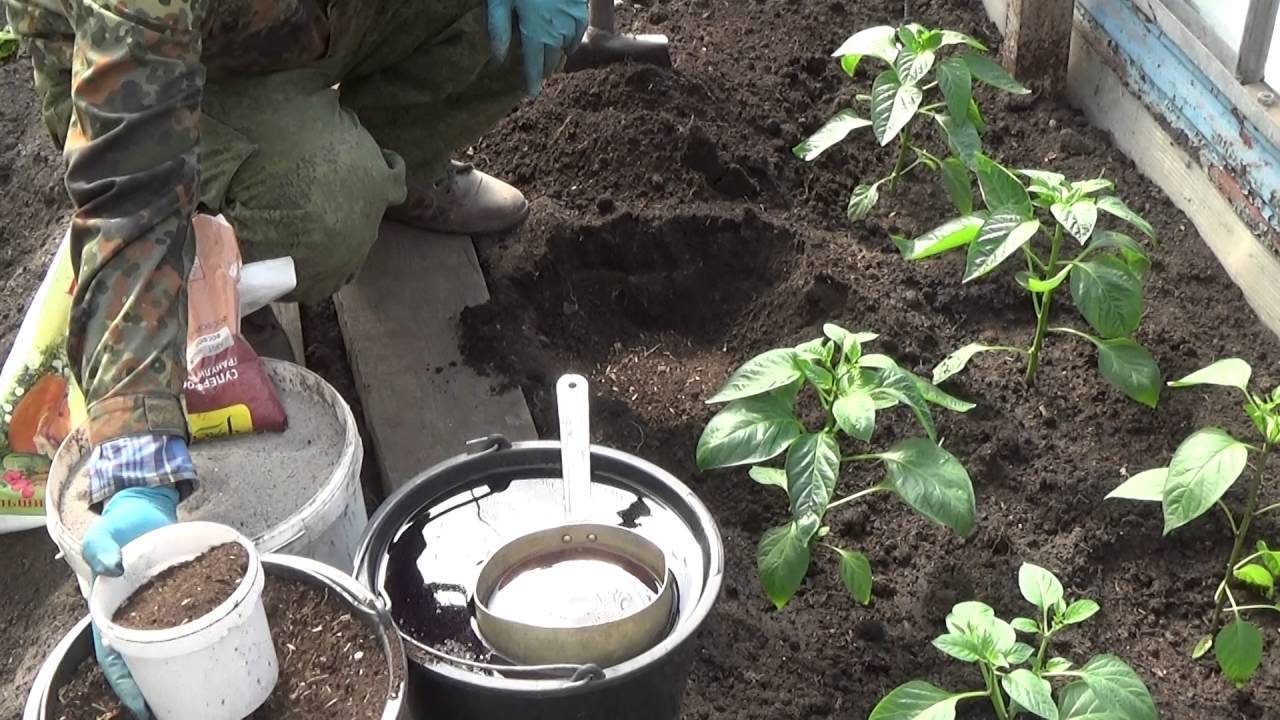 Зола: для повышения урожайности перцев в открытом и закрытом грунте