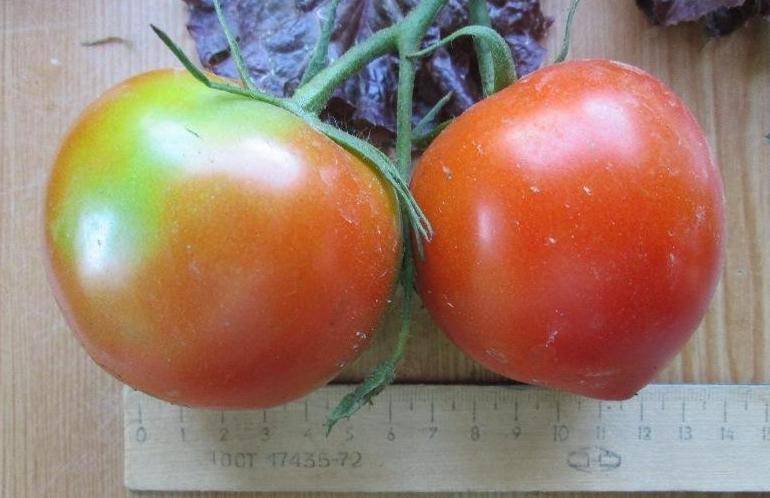Сорт томата снежный барс: фото и описание