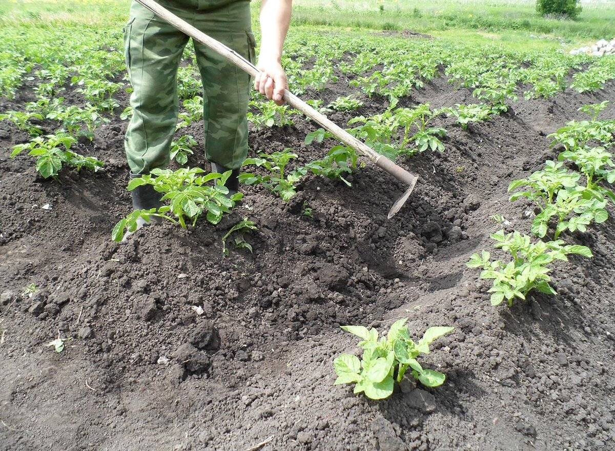 Зачем окучивать картофель: польза и вред агроприема