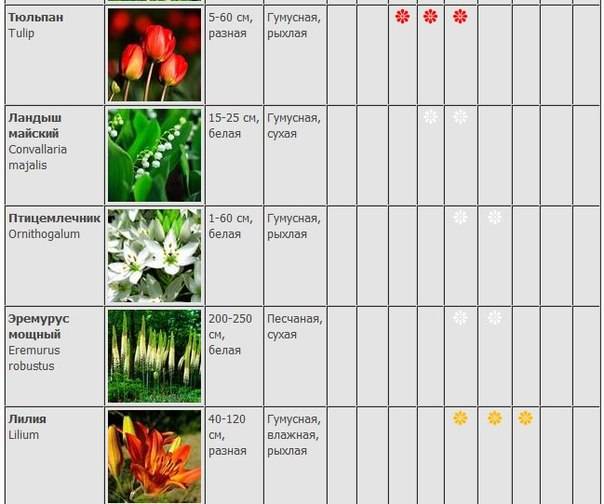 Нарциссы: описание, посадка и уход в открытом грунте, пересадка, размножение, когда выкапывать и что делать после цветения (55+ фото & видео) +отзывы
