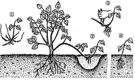 Смородина версальская белая - описание, урожайность, выращивание, отзывы садоводов о сорте, применение ягод