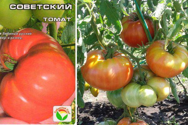 Описание томата Советский и особенности выращивания сорта