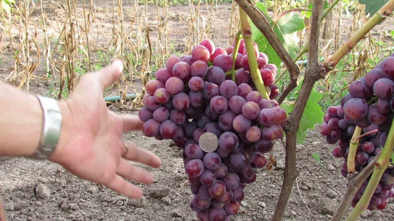 Популярный виноград «подарок несветая» с ранним сроком созревания и особым вкусом