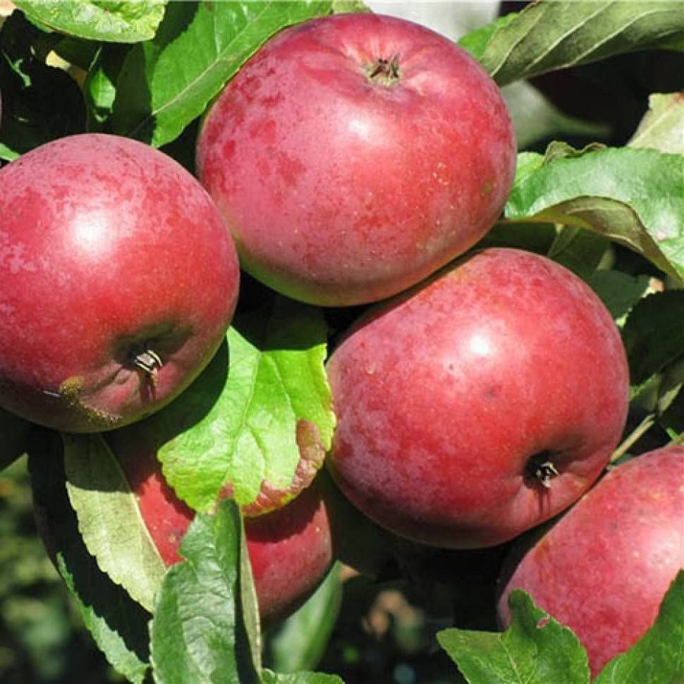 Описание и специфика выращивания яблони сорта алеся