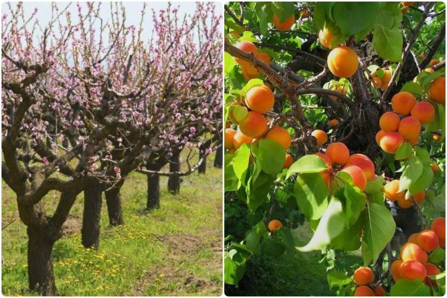 Лучшие морозостойкие и неприхотливые сорта абрикосов для подмосковья: название и описание, отзывы садоводов