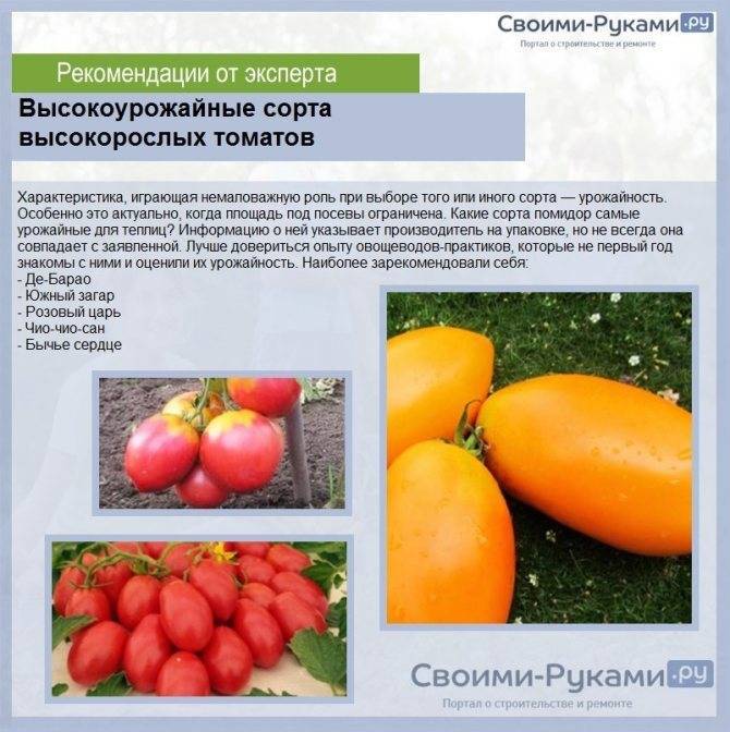 Желтые сорта томатов: самые сладкие, вкусные и урожайные, описание с фото, отзывы, ранние, черри, для открытого грунта и теплицы