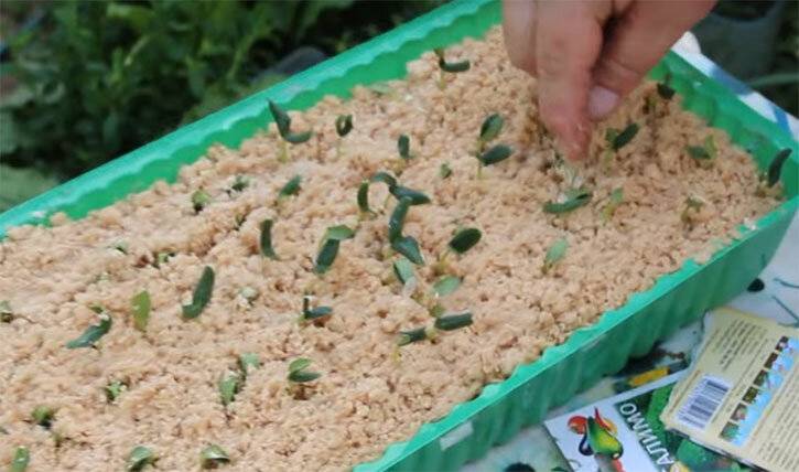 Рассада огурцов: пошаговая инструкция по выращиванию в домашних условиях