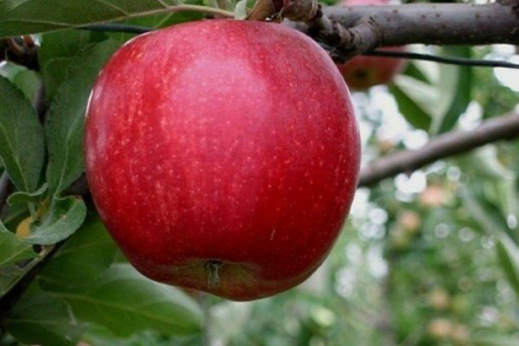 Яблоня гала: описание сорта, особенности выращивания