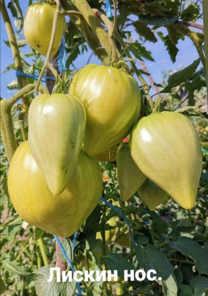 Томат "оранжевое сердце": характестика и описание сорта, отзывы тех, кто сажал - все о помидорках