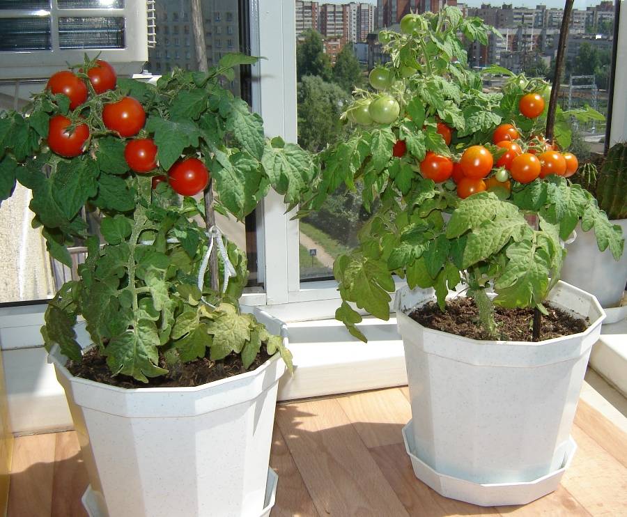 Большой урожай помидоров черри в домашних условиях на подоконнике и балконе: выращивание из семян пошагово и уход в квартире зимой, а также как посадить в горшки?