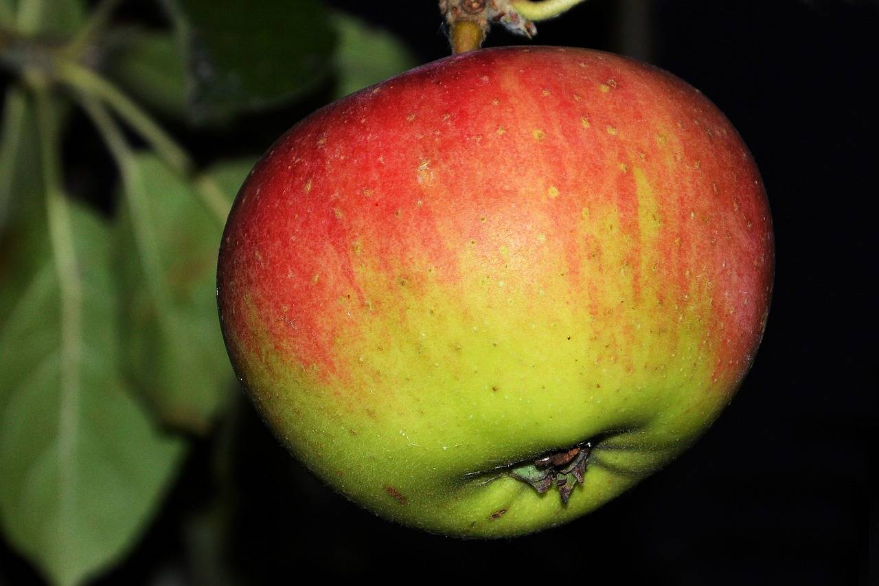 Колоновидные яблони (55 фото) – описание лучших сортов 2022 года | огородникам инфо
