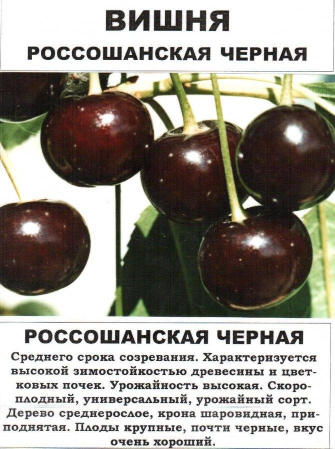 Вишня “гриот московский”: особенности выращивания и уход