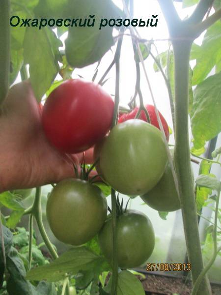 Лучшие ранние сорта томатов для посадки
