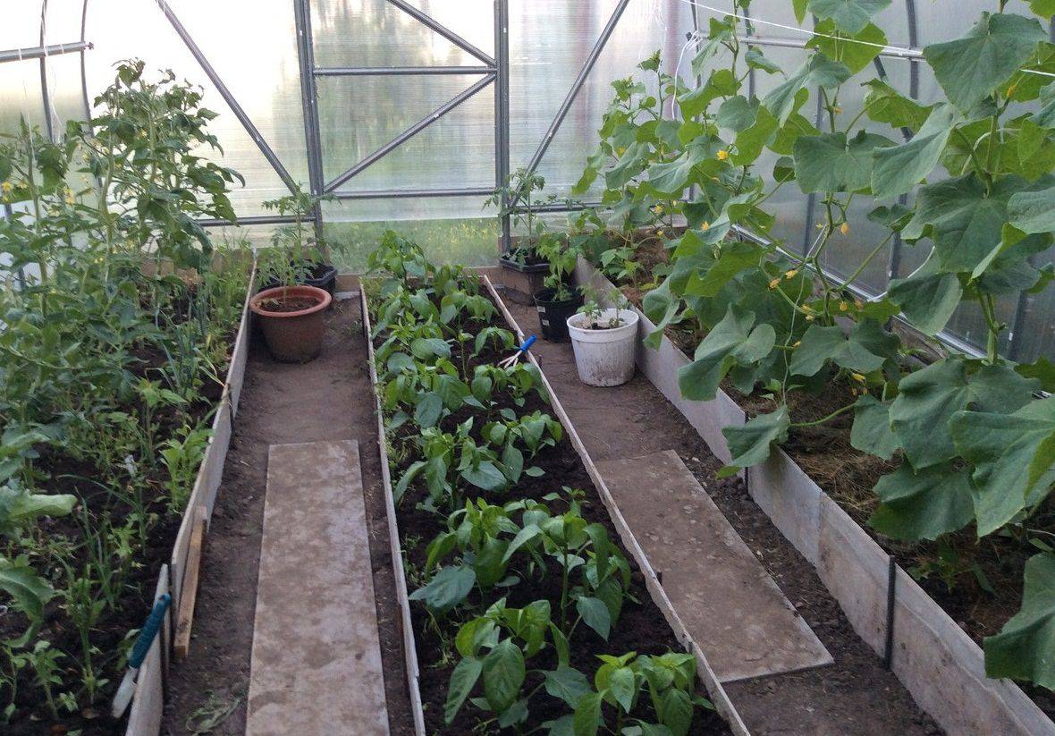 Можно ли сажать баклажаны в одной теплице с огурцами: выращивание и уход