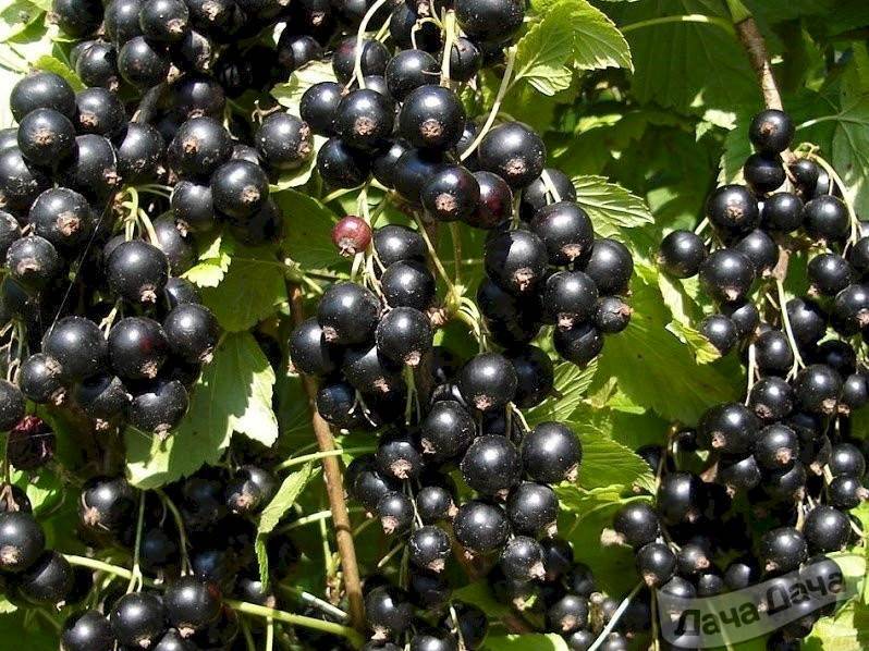 Черная смородина «зеленая дымка»: десертная и урожайная