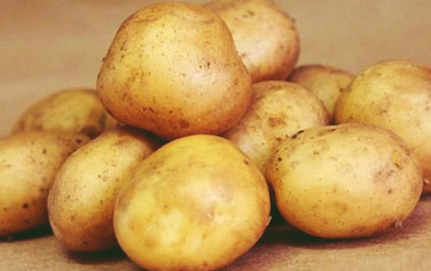 Картофель 'елизавета': фото, описание сорта