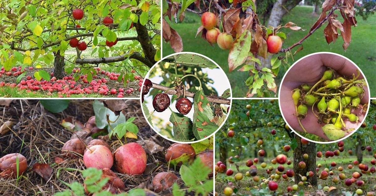 Почему вишня не дает плодов: наиболее частые причины