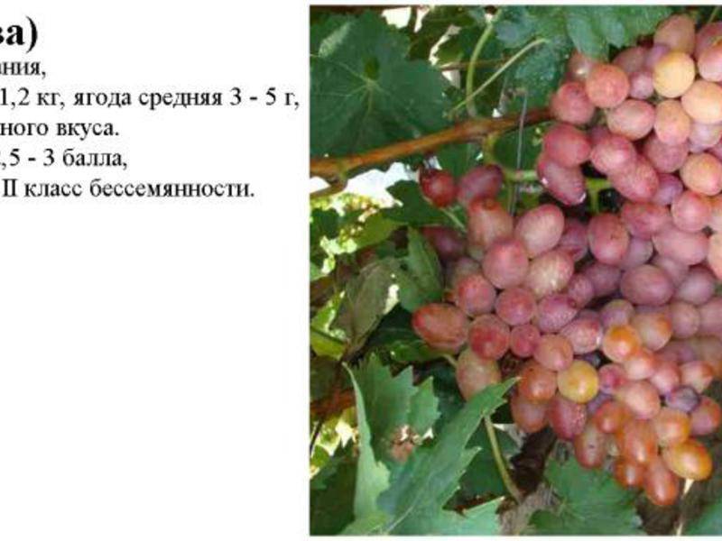 Виноград ромбик — описание сорта, фото, отзывы, видео.
