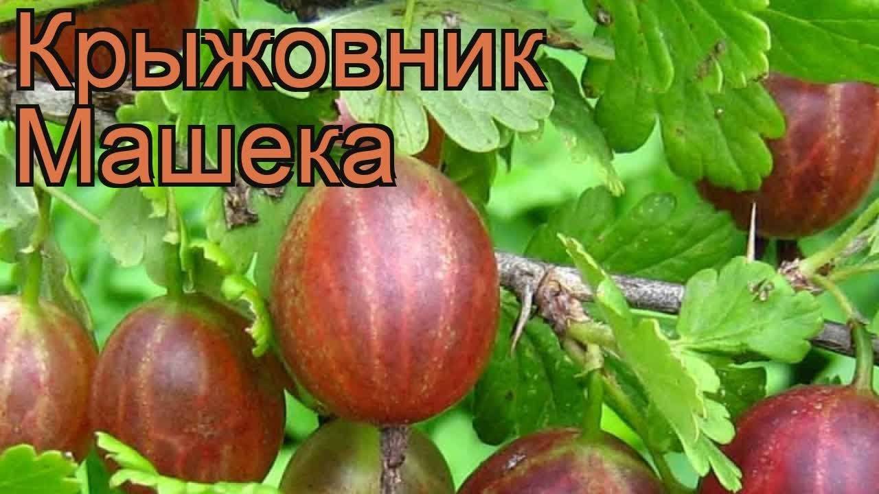 Крыжовник машенька описание. Крыжовник Машенька. Крыжовник Маяк. Крыжовник Маяк описание сорта фото. Крыжовник Маяк описание.