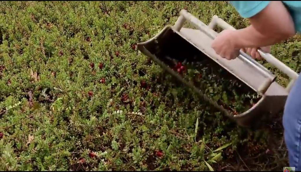 Когда созревает и где растет брусника, как собирать листья для лечения в россии
