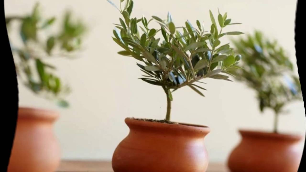 Как вырастить оливковое дерево из косточки
