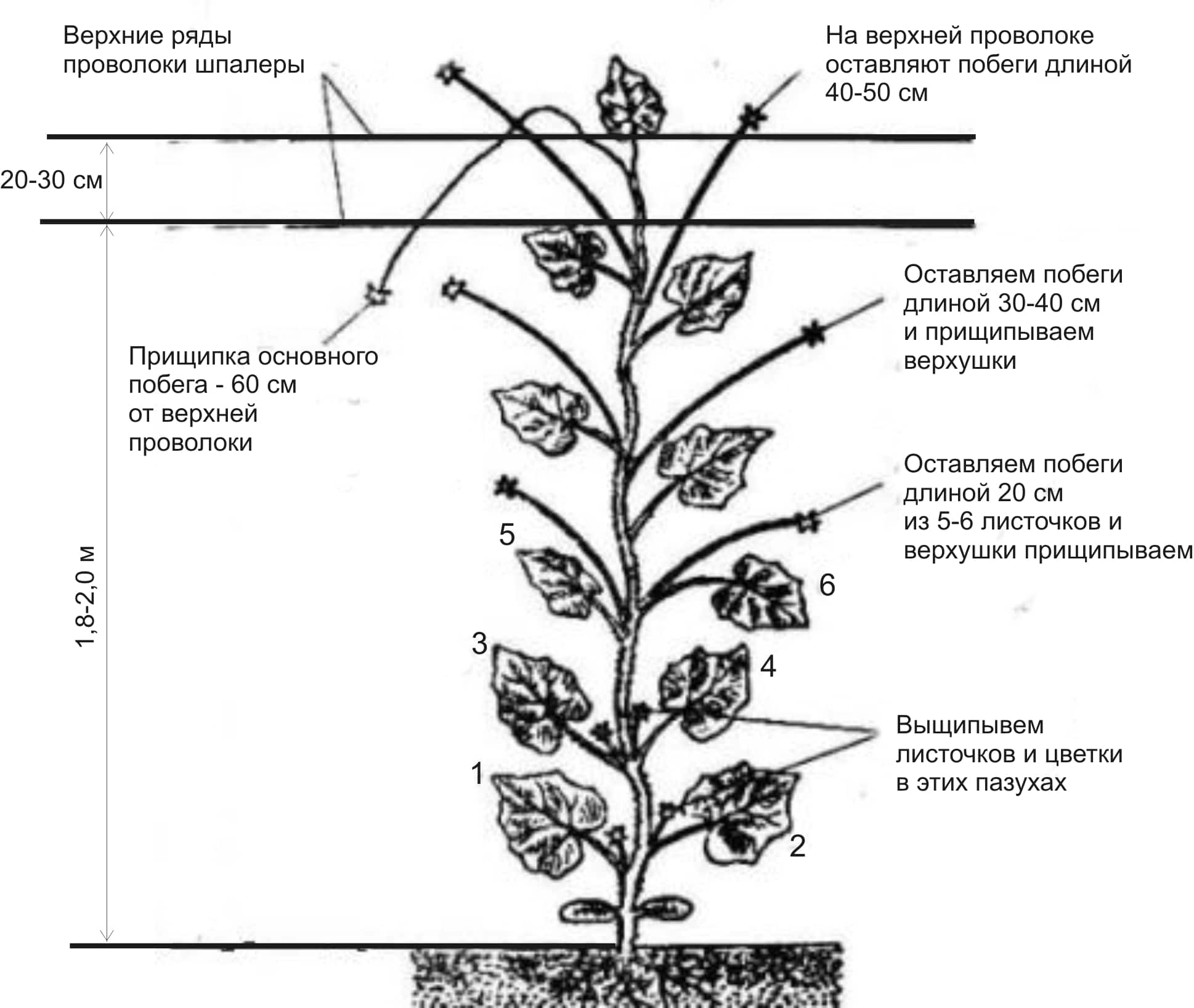 Кабачки: выращивание и уход в открытом грунте, как и когда сажать, как правильно ухаживать для получения богатого урожая и зачем нужно прищипывание