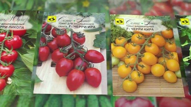 Томат черри блосэм f1 характеристика и описание сорта урожайность с фото