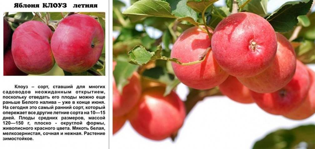 Сибирская селекция - яблоня мелкоплодная