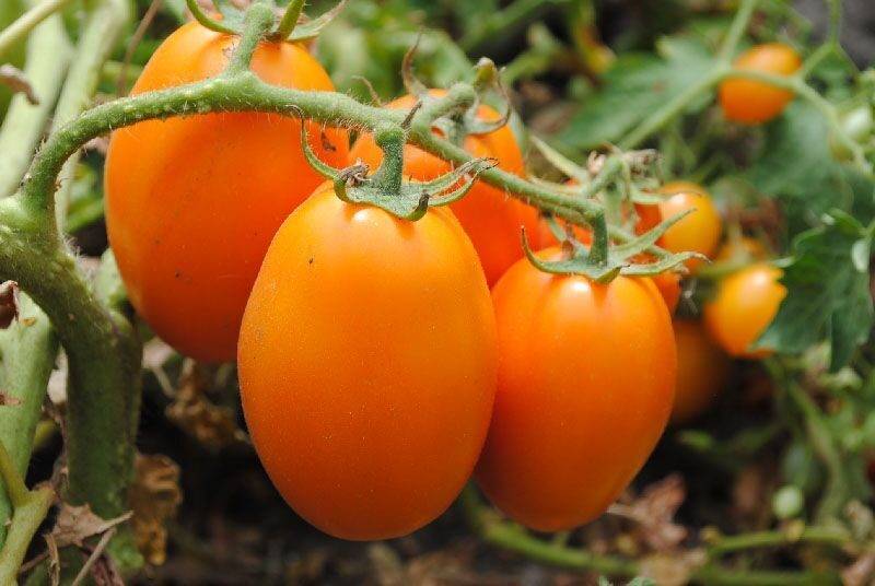 Томат елисей: характеристика и описание сорта, отзывы об урожайности помидоров, фото куста