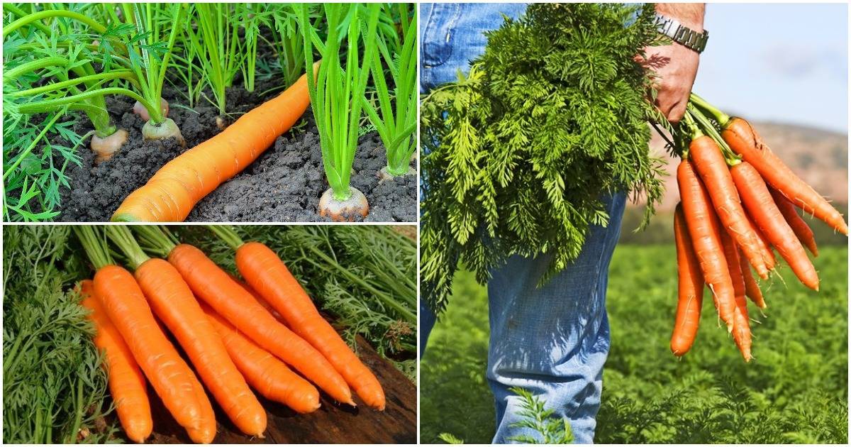 Лучшие сорта моркови 2020 [описание, фото, урожайность]