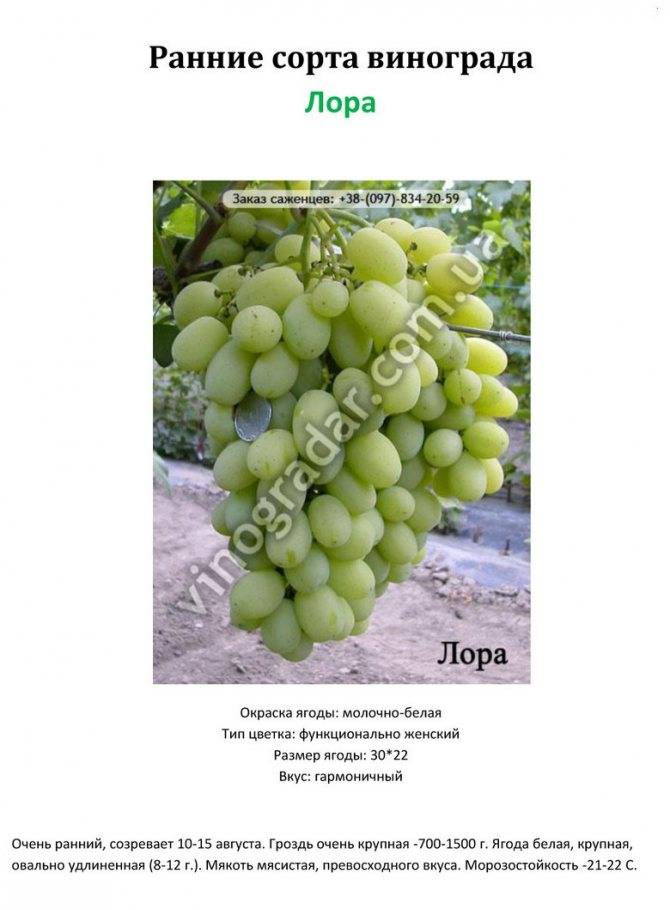 Рислинг: описание белого сорта винограда, характеристики, стилистика вина