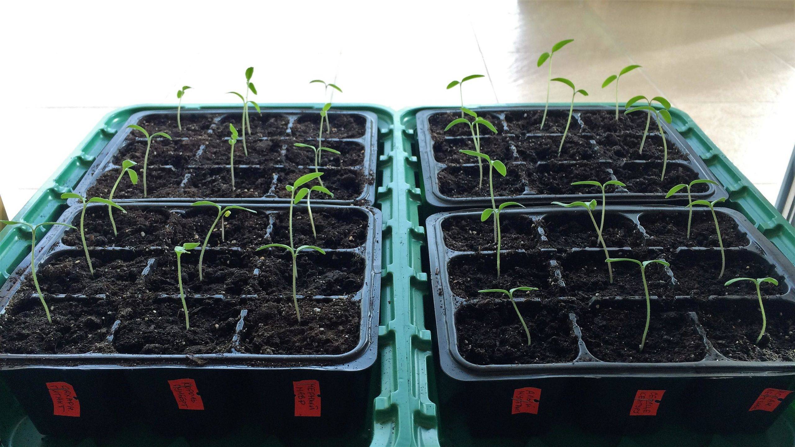 Когда сажать помидоры на рассаду в 2021 году: как сеять семена