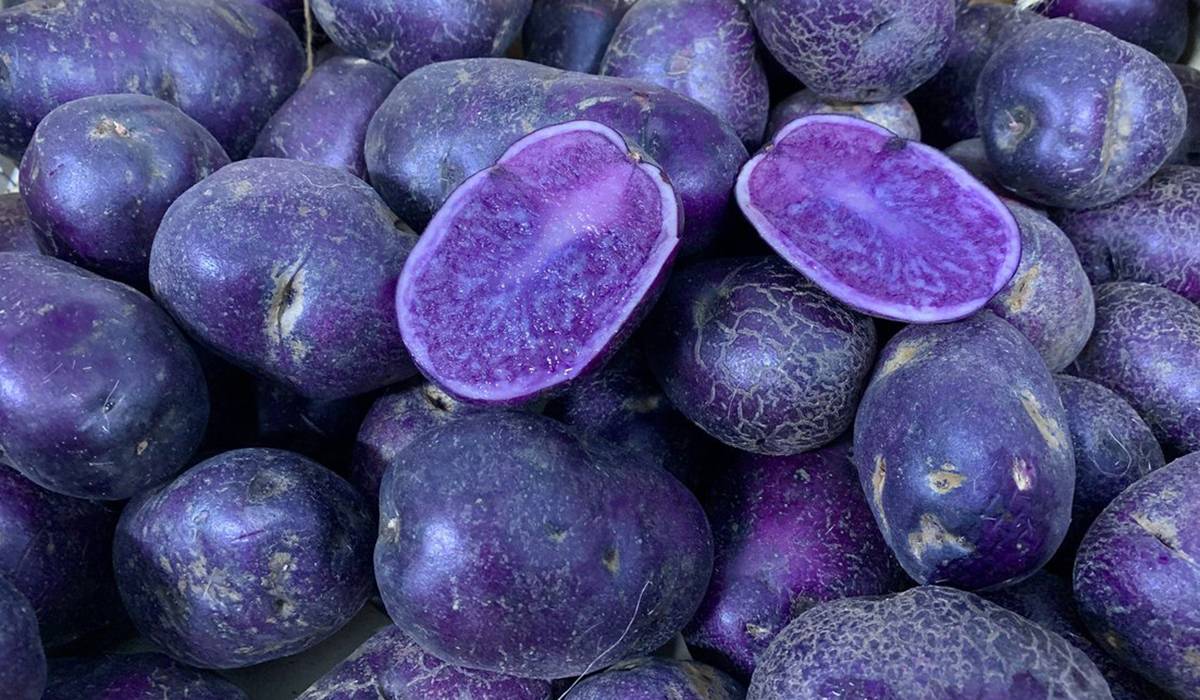 Картофель фиолетовый: особенности сорта, описание, урожайность, отзывы