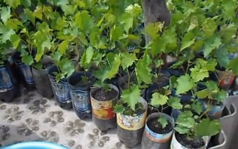 Как вырастить виноград из косточки