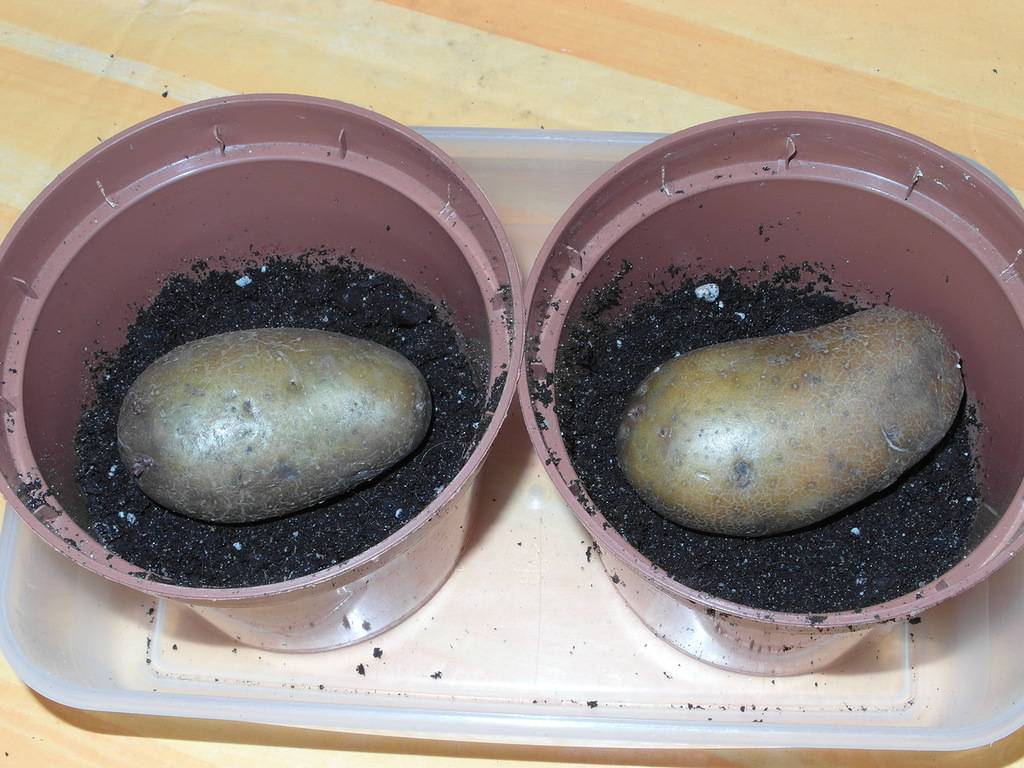 Проращивание картошки перед посадкой, для чего это надо?