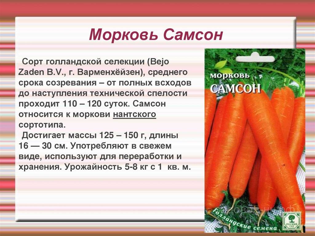 Лучшие сорта моркови 2021 года: самые сладкие и сочные корнеплоды