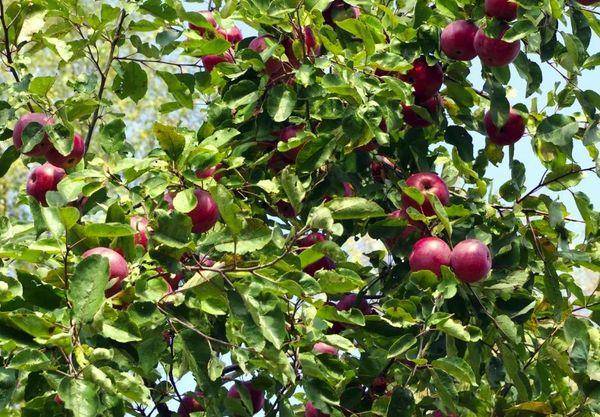 Описание, особенности посадки и ухода за яблоней сорта алеся | огородник